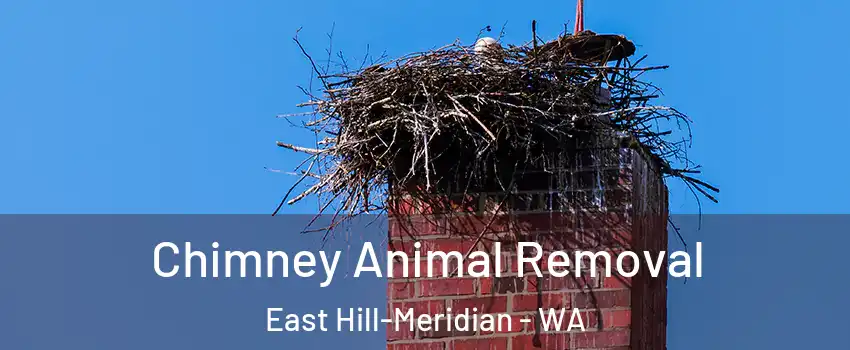 Chimney Animal Removal East Hill-Meridian - WA