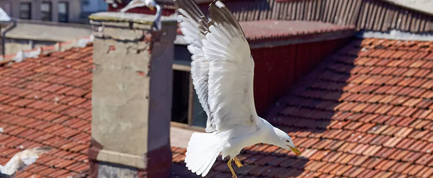 Residential Chimney Animal Removal Solution in East Hill-Meridian, WA